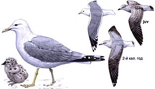 ����� �����