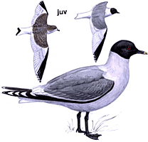 ����������� �����