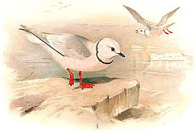 ������� �����