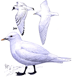 ����� �����