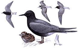 ������ ������