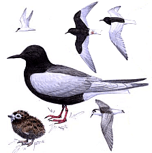 ������� �.�. ��������