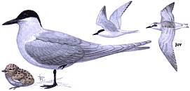 ���������� ������