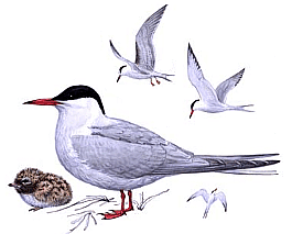 ������ ������