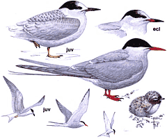 �������� ������