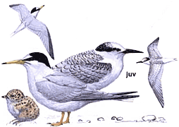 ����� ������