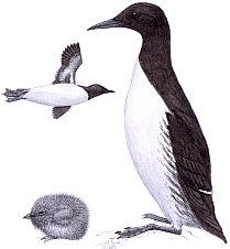 ����������� �����