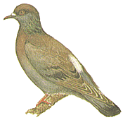 ����� ������