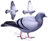 ����� ������