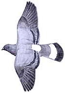 ��������� ������