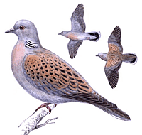 ������� �.�. ��������