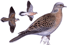 ������� �������