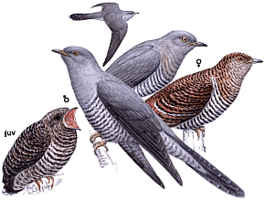 ������������ �������