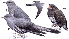 ������ �������