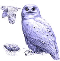 ������� �.�. ��������