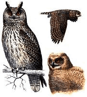 ������� �.�. ��������