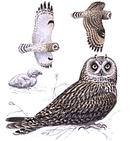 ������� �.�. ��������