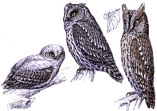 ������� �.�. ��������