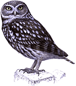 ������� �.�. ��������