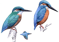 ������� (�����) � �������� �����. ������� �.�. ��������