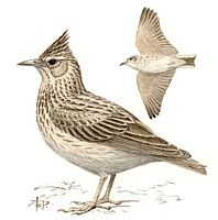 ������� �.�. ��������