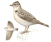 ������� �.�. ��������