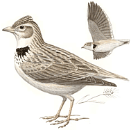 ������� ���������