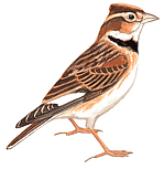 ����������� ���������