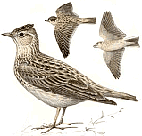 ������� ���������