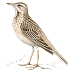 ������� �.�. ��������