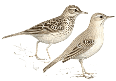 ������� �.�. ��������