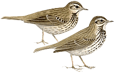 ������� �.�. ��������