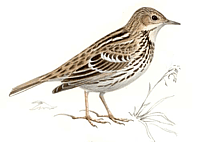 ������� �.�. ��������