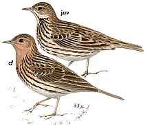 ������� �.�. ��������