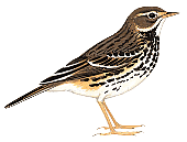 ������������ �����