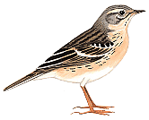 ������ �����