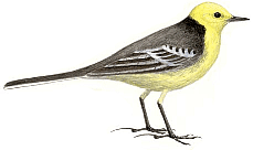 ������� �.�. ��������