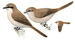 ������� �.�. ��������