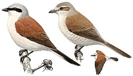 ������������ ����� (����� � �����). ������� �.�. ��������