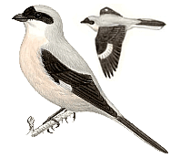 ���������� ���������