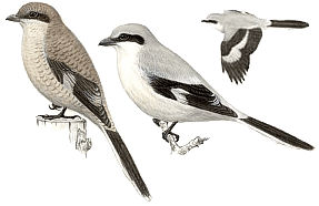 ����� ��������� (������� � �������� �����).