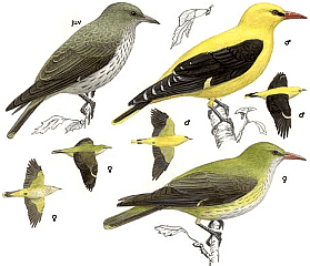 ������������ ������. ������� �.�. ��������