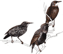 ������������ �������