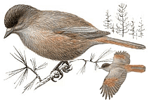 �����. ������� �.�. ��������