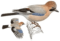 �����. ������� �.�. ��������