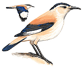 ����������� �����