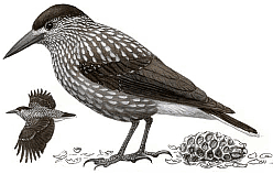 ��������. ������� �.�. ��������