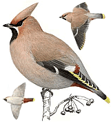 ����������. ������� �.�. ��������