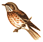 ����������� ���������