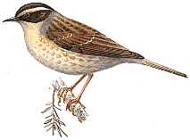 ��������� ���������. ������� �.�. �������